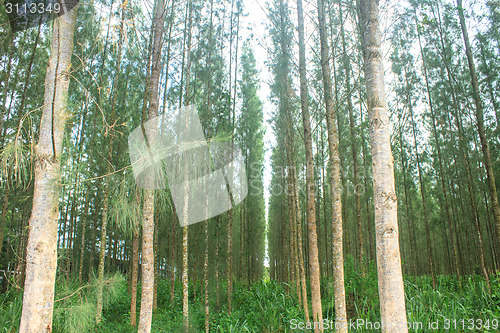 Image of Pine forest in plantation
