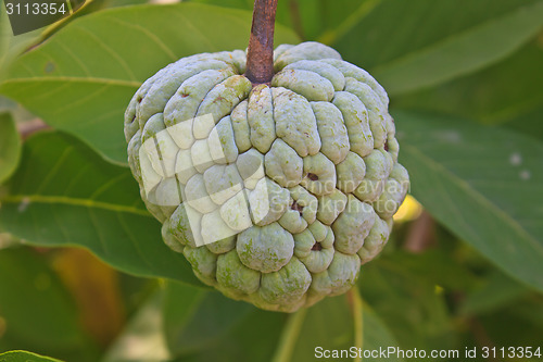 Image of  Sugar apples  growing on a tree in garden
