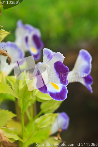 Image of  Bluewings in the garden or nature park 