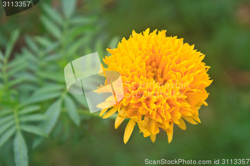 Image of Marigold  flowers field