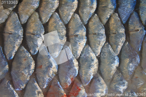 Image of Scales of fresh water fish