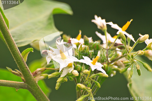 Image of Pea Eggplant flower on tree