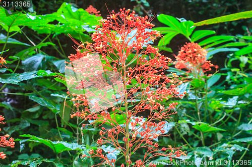 Image of  Clerodendrum Paniculatum or Pagoda Flower 