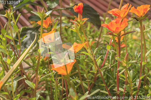 Image of Portulaca flowers