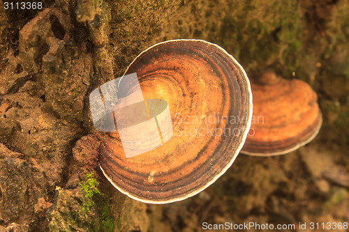 Image of close up mushroom in deep forest