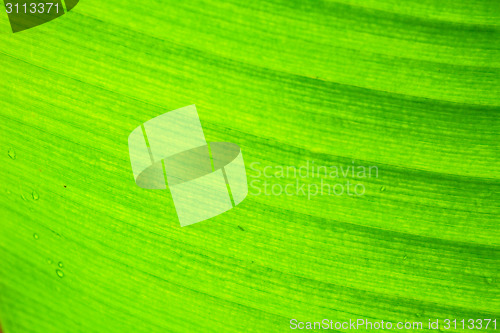 Image of abstract background  of banana leaf texture blur