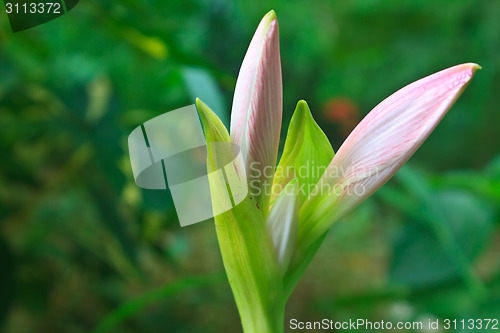 Image of Bud of Hippeastrum flower 