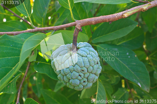 Image of  Sugar apples  growing on a tree in garden