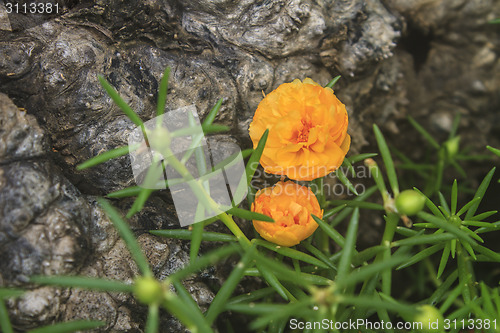 Image of Yellow Portulaca flowers at the garden 