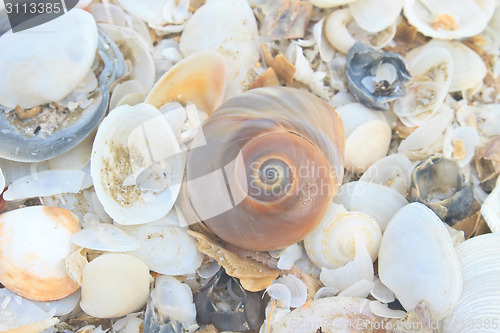 Image of variety of sea shells