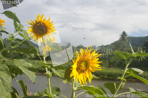 Image of beautiful sunflower in field and blue sky