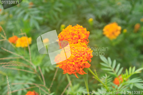 Image of Marigold  flowers field