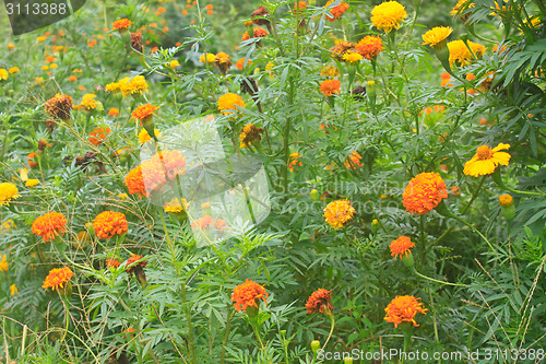 Image of Marigold  flowers field