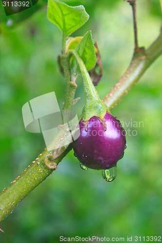 Image of fresh eggplant with drop water