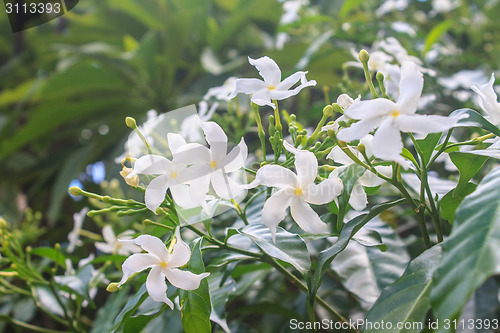 Image of White Sampaguita Jasmine or Arabian Jasmine