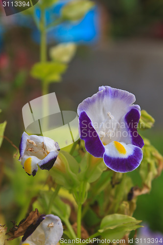 Image of  Bluewings in the garden or nature park 