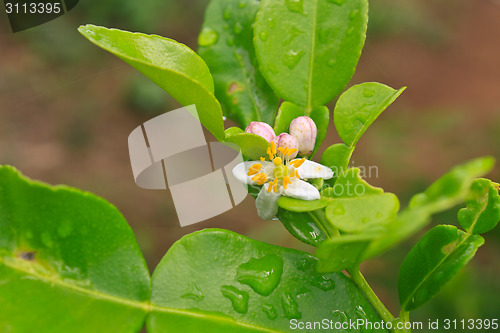 Image of Flower of bergamot fruits on tree
