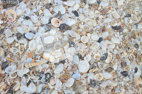 Image of variety of sea shells