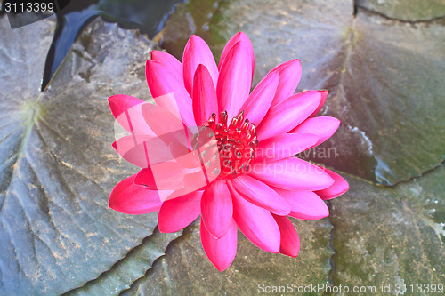 Image of The beautiful Blooming lotus flower