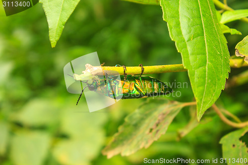 Image of beetle in Genus steriocera