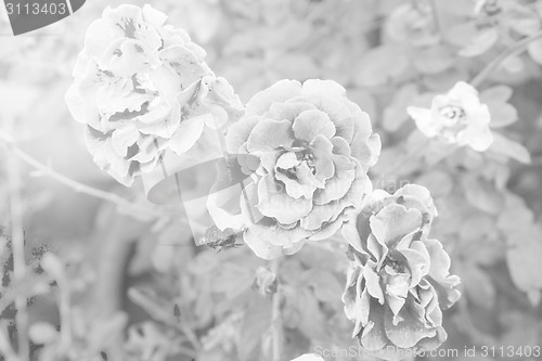 Image of flowering roses 