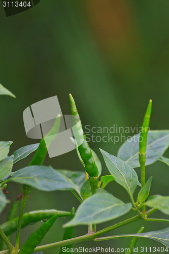 Image of Fresh chillies growing in the vegetable garden