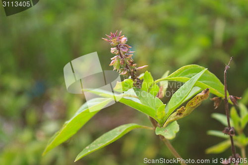 Image of Fresh basil and blossom 