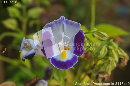 Image of  Bluewings in the garden or nature park 