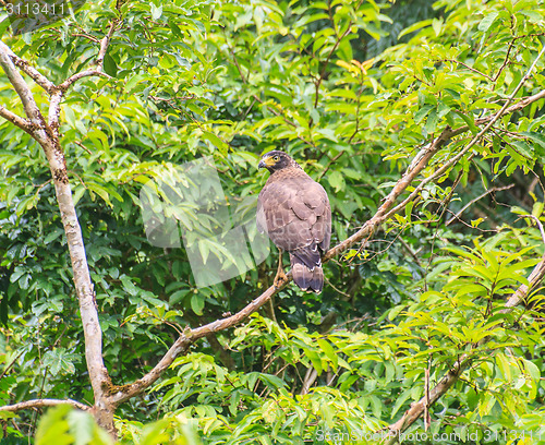 Image of Crested Serpent Eagle resting on a perch
