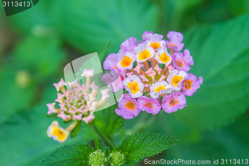 Image of  Cloth of gold or Lantana camara flower in garden