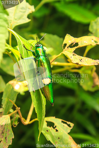 Image of beetle in Genus steriocera
