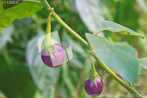 Image of fresh vegetable eggplant on tree 