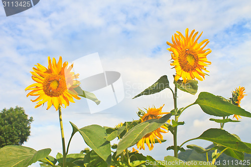 Image of beautiful sunflower in field and blue sky