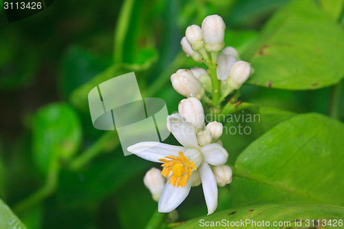 Image of Flowering lemon tree with green leaf