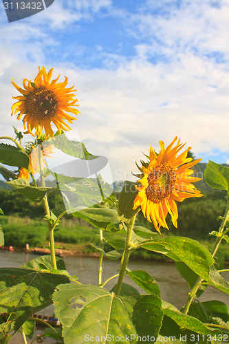 Image of beautiful sunflower in field and blue sky