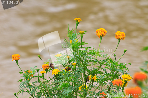 Image of Marigold  flowers field