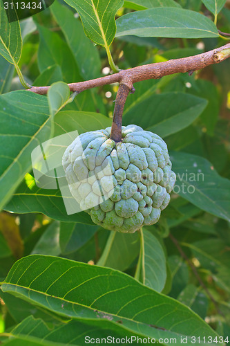 Image of  Sugar apples  growing on a tree in garden