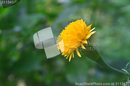 Image of Marigold  flowers field