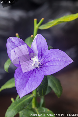 Image of Closeup of purple flowers 