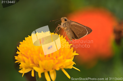 Image of Beautiful butterfly on flower