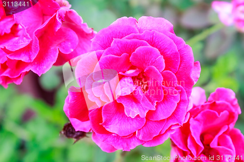 Image of flowering red roses in the garden