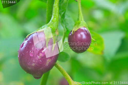 Image of fresh eggplant with drop water