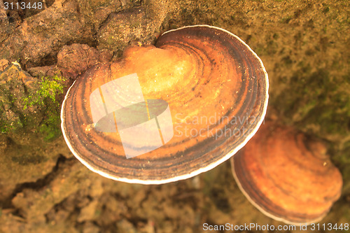 Image of close up mushroom in deep forest