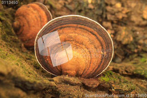 Image of close up mushroom in deep forest