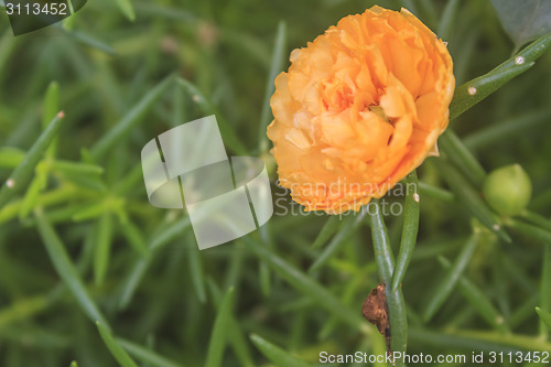 Image of Yellow Portulaca flowers at the garden 