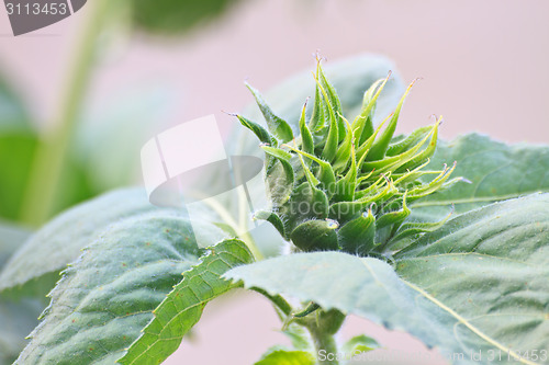 Image of Sunflower buds