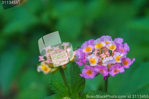 Image of  Cloth of gold or Lantana camara flower in garden