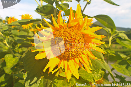 Image of beautiful sunflower in field and blue sky