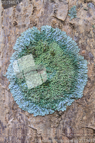 Image of Trunk of an old tree covered with a lichen