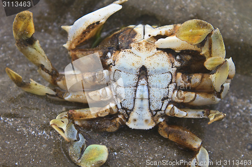 Image of crab on a background of sand 